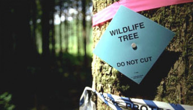 Habitat Protection – Washington Forest Protection Association