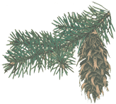 Douglas-fir