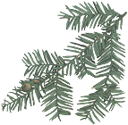 Pacific Yew