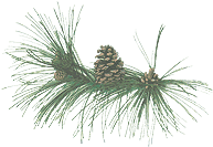 Ponderosa Pine