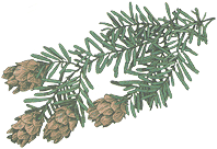 Western Hemlock