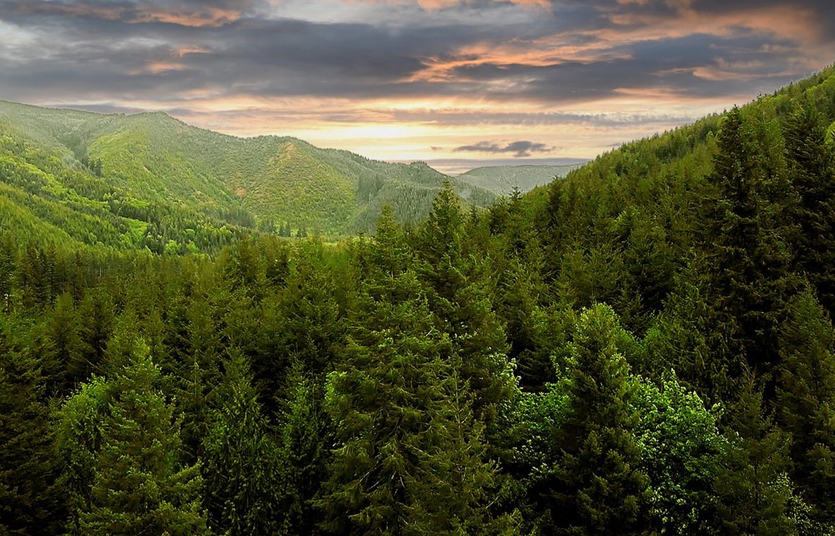 Homepage Washington Forest Protection Association